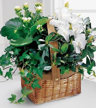 Green Plant Assortment Basket
