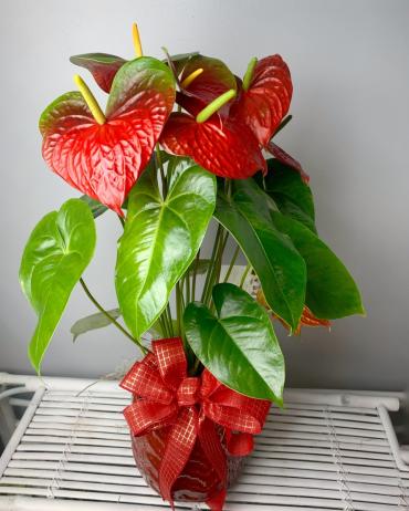 Red Anthurium \"Holiday Plant\"