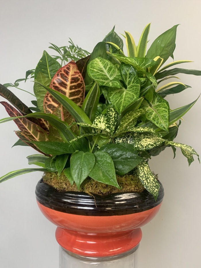 Exquisite Keepsake European Dish Garden