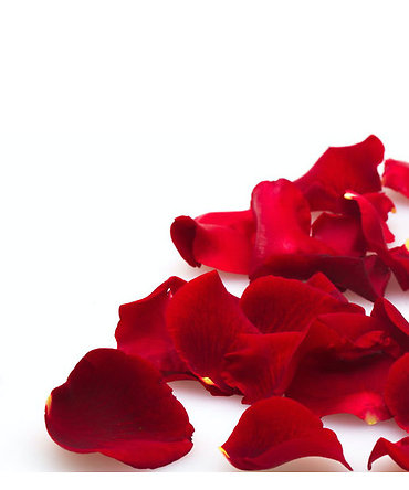 Fresh Rose Petals
