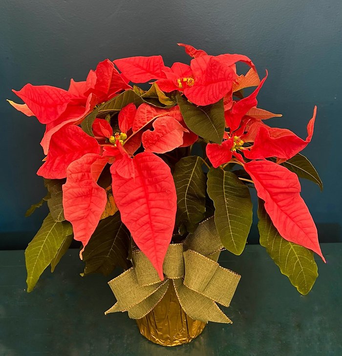 Pink Poinsettia