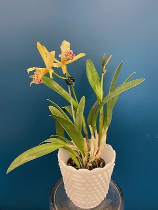 Copper Queen Orchid