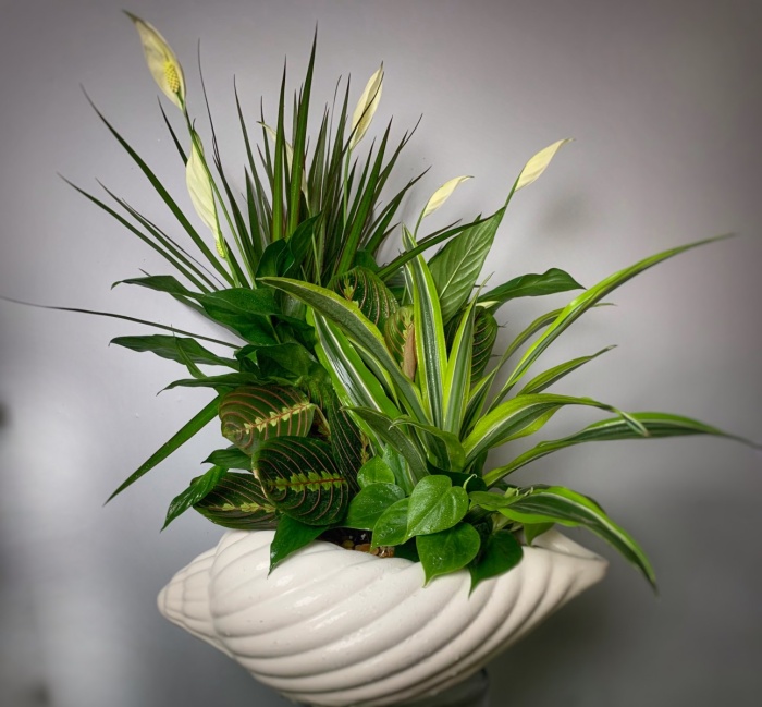 Shellabarations  Sea Shell  European Garden