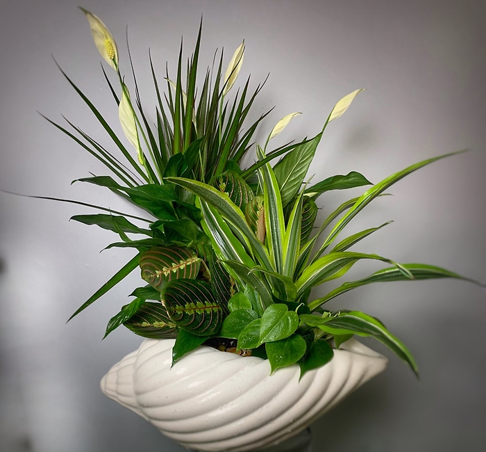 Shellabarations  Sea Shell  European Garden