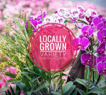 Locally Grown Variety Orchid Plant
