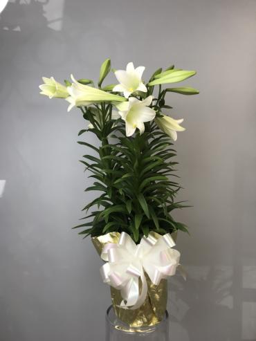 Premium Easter Lily Plant