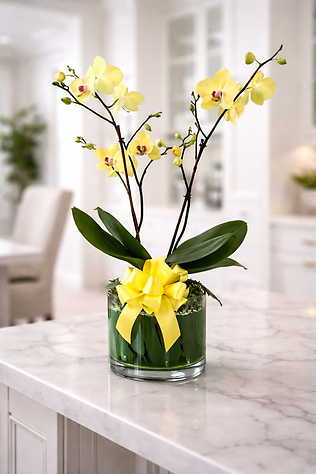 Locally Grown Phalaenopsis Orchid Plant Container