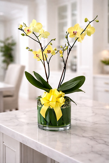Locally Grown Phalaenopsis Orchid Plant Container