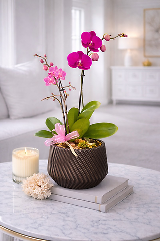 Purple Orchid Gift Plant