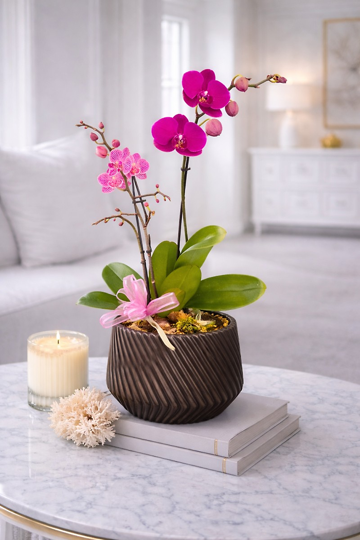Purple Orchid Gift Plant