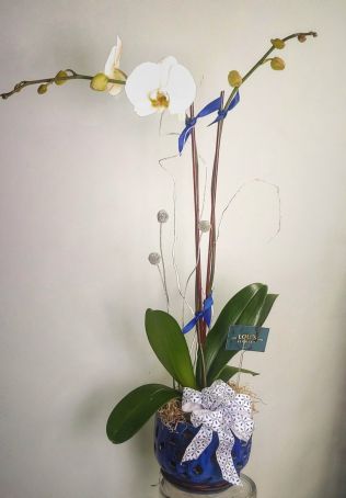 Hanukkah Phalaenopsis Orchid