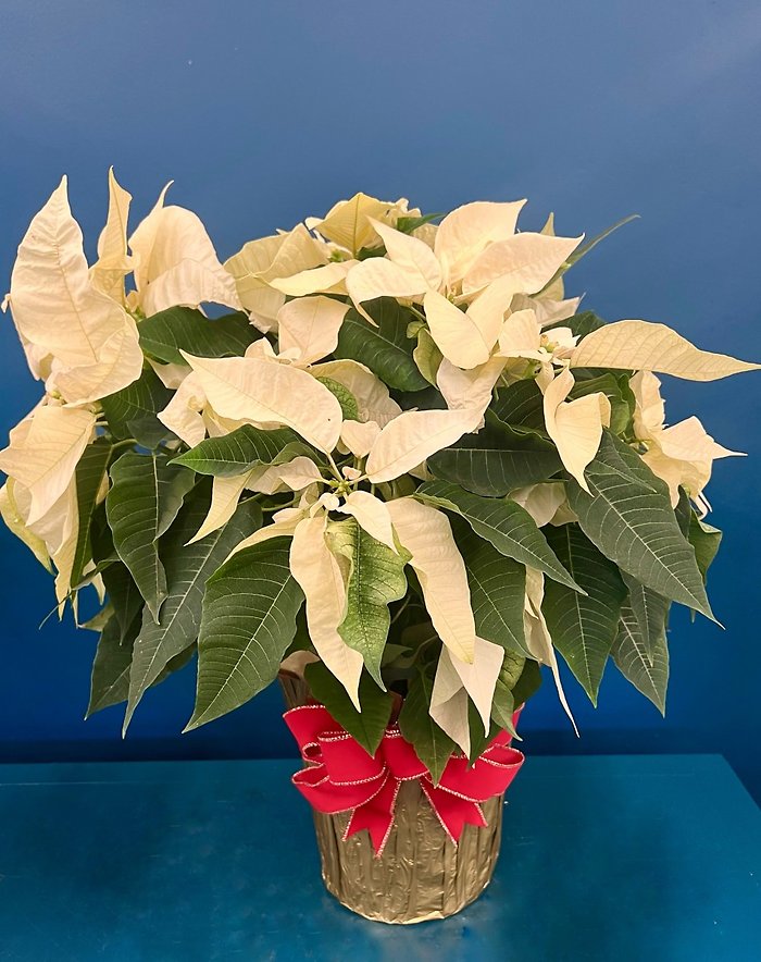 White Christmas Poinsettia