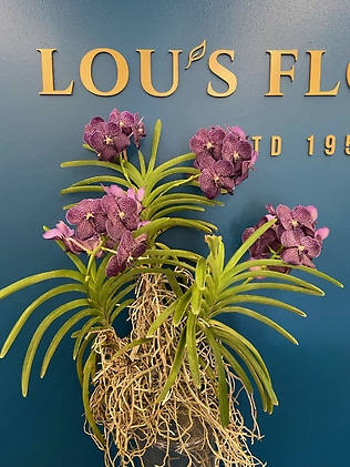 Stunning Vanda Orchid Plant
