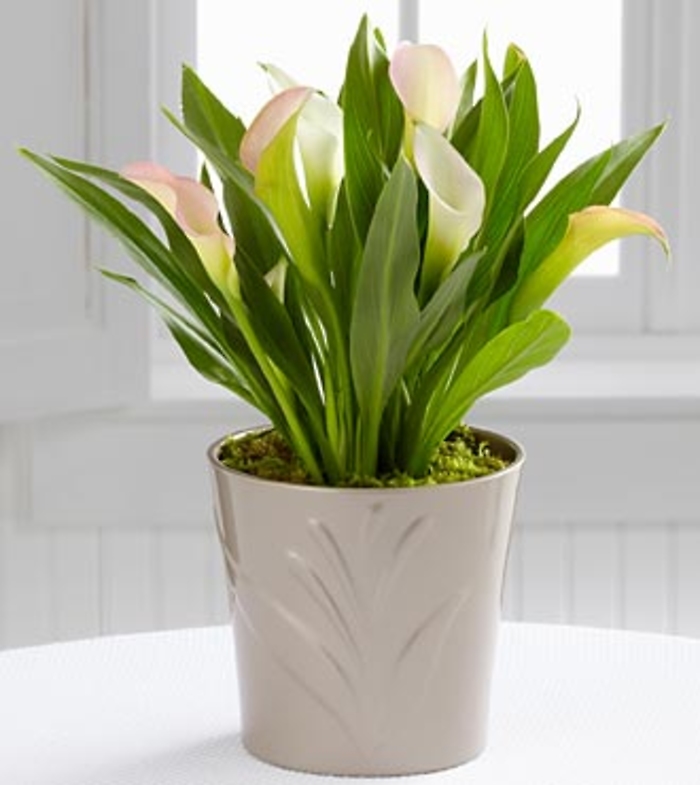 Silver Linings Calla Lily Plant by Better Homes and Gardens