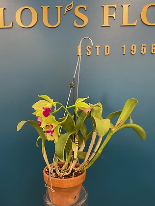 Cattleya Star Garden Orchid