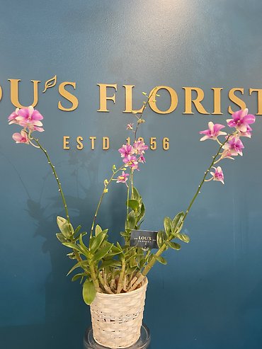 Dendrobium Buttercup
