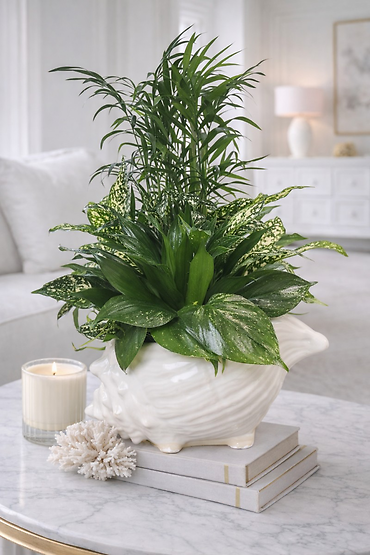 Shellabarations Sea Shell European Garden Jr.