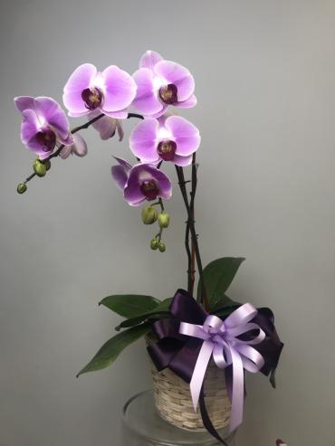 The Phalaenopsis Blume