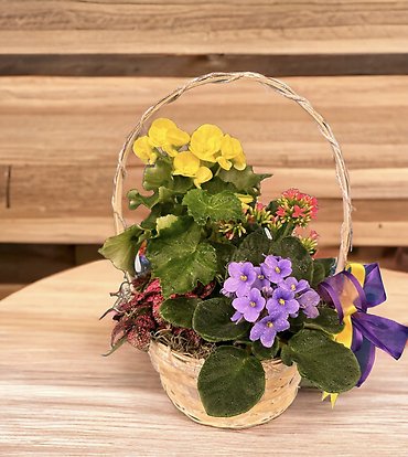 Green Plant Assortment Basket