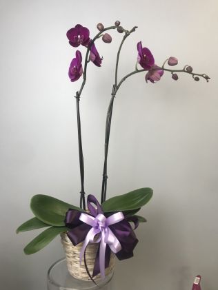 Locally Grown Phalaenopsis Orchid Plant Basket