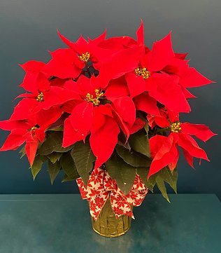 Red Poinsettia