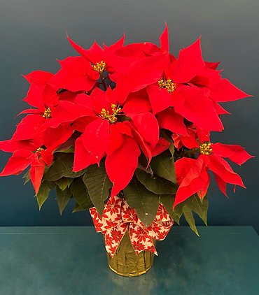 Red Poinsettia