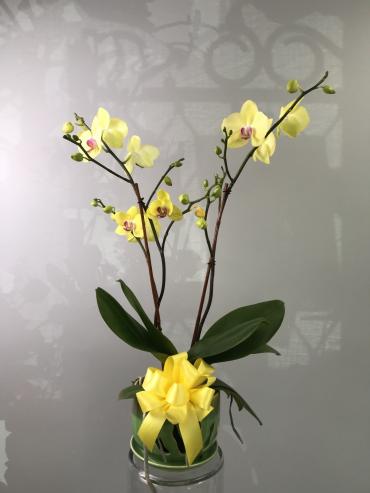 Locally Grown Phalaenopsis Orchid Plant Container