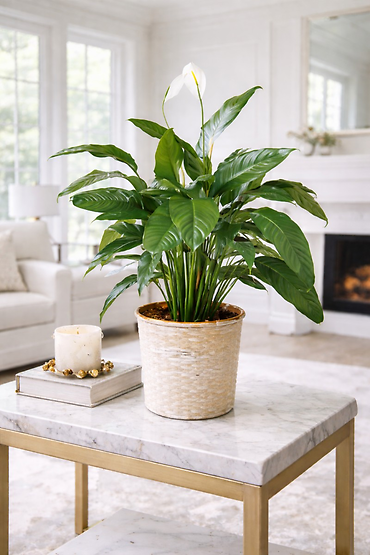 Peace Lily Plant